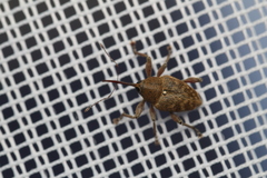 Curculio