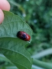 Chelymorpha cribraria