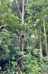 Nasutitermes corniger