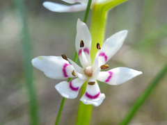 Wurmbea dioica
