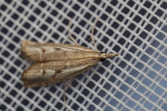 Pyraloidea