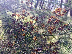 Daviesia leptophylla