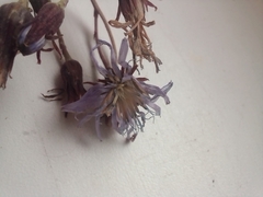 Lactuca sibirica