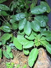 Araliaceae