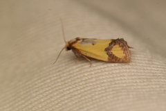 Agapeta zoegana