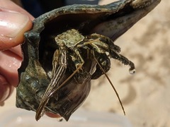 Clibanarius vittatus