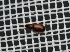 Carabidae