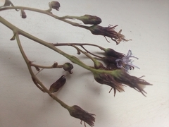 Lactuca sibirica