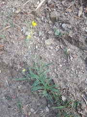 Diplotaxis tenuifolia