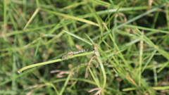 Diplacodes trivialis