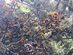 Daviesia leptophylla