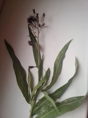 Lactuca sibirica