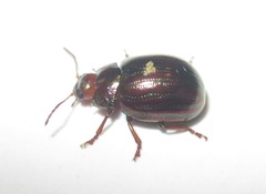 Chrysolina americana