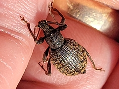 Otiorhynchus sulcatus