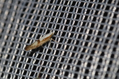 Argyresthia