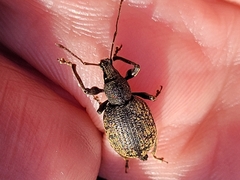 Otiorhynchus sulcatus