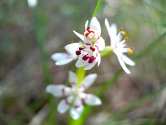 Wurmbea dioica