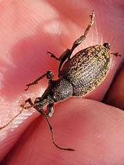 Otiorhynchus sulcatus