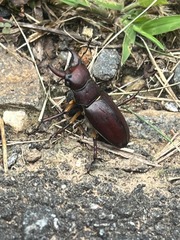 Lucanus capreolus
