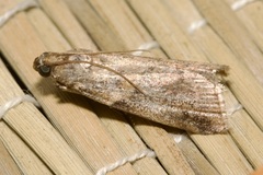 Phycitini