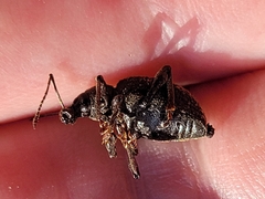 Otiorhynchus sulcatus