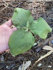 Trillium ovatum