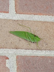 Microcentrum retinerve