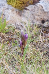 Gentianella