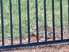 Sylvilagus floridanus