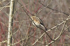 Emberiza cirlus