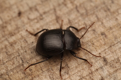 Accanthopus velikensis