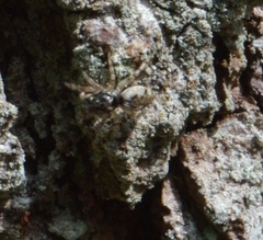 Salticus
