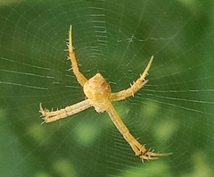 Argiope