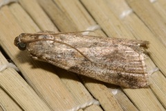 Phycitini