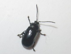 Phratora vulgatissima