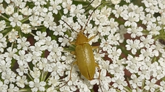Cteniopus sulphureus