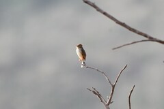 Cisticola fulvicapilla