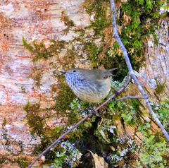 Acanthiza pusilla
