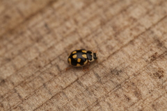 Propylea quatuordecimpunctata