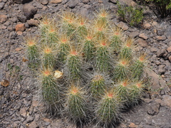Echinocereus stramineus