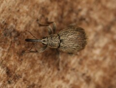 Trichopterapion holosericeum