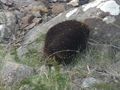 Tachyglossus aculeatus setosus