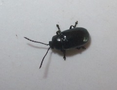 Phratora vulgatissima