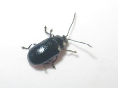 Phratora vulgatissima