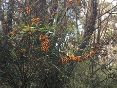 Daviesia leptophylla
