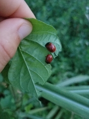 Chelymorpha cribraria