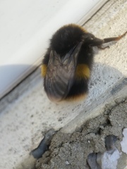 Bombus