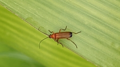 Rhagonycha fulva