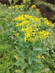 Senecio ovatus