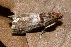 Acrobasis advenella
